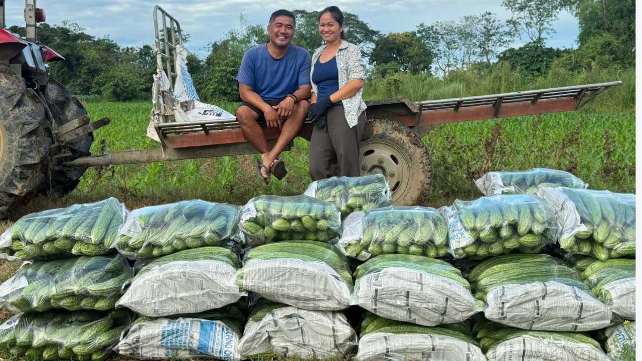 May SYSTEMA  kaya Masagana at hitik sa bunga ang Ampalaya