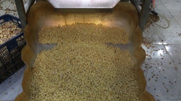 GroTech Garlic Color Sorter Machine-Color Sorting Video In Vietnam