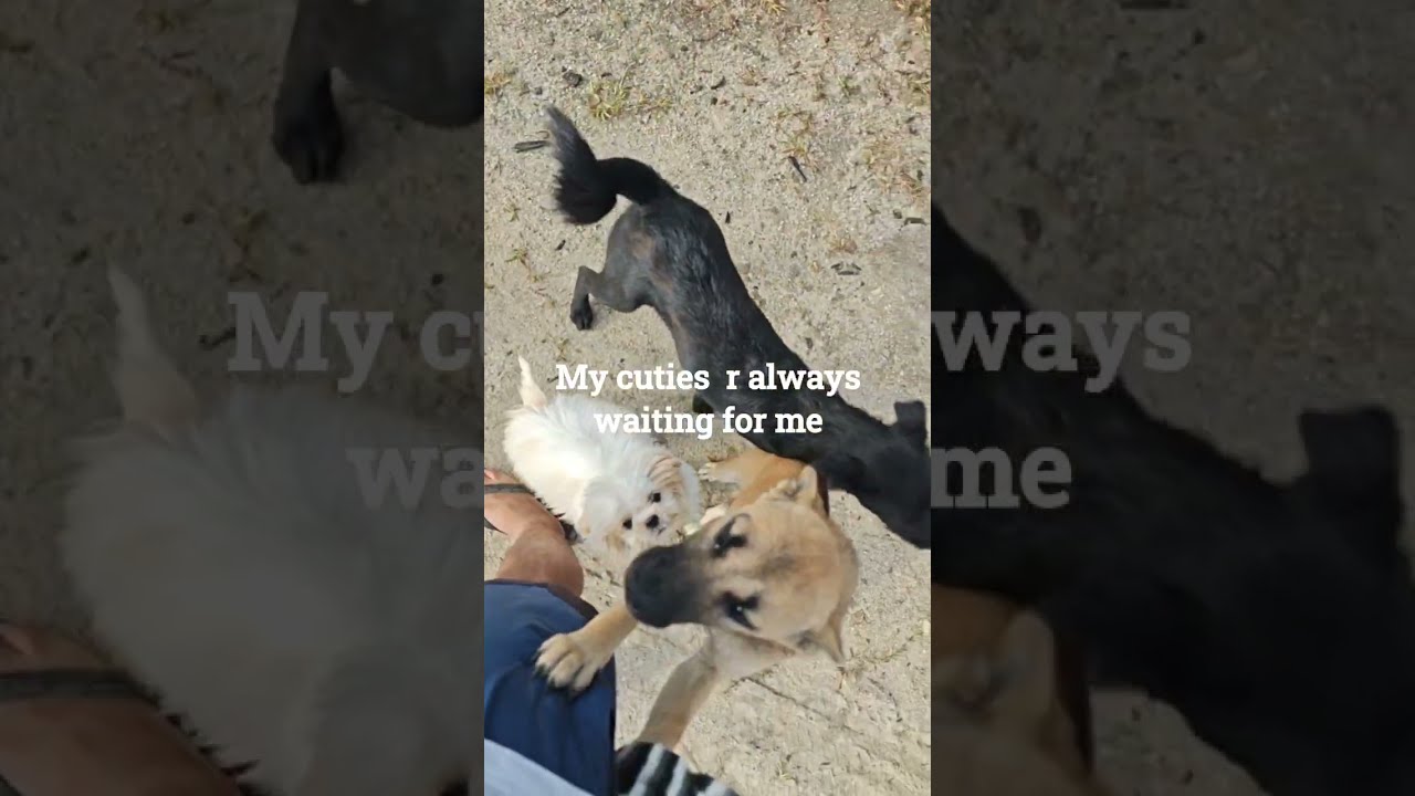 Peace Of Mind Free Dog Therapy arunachalpradesh ziro doglover Peace Of Mind Free Dog Therapy arunachalpradesh ziro doglover