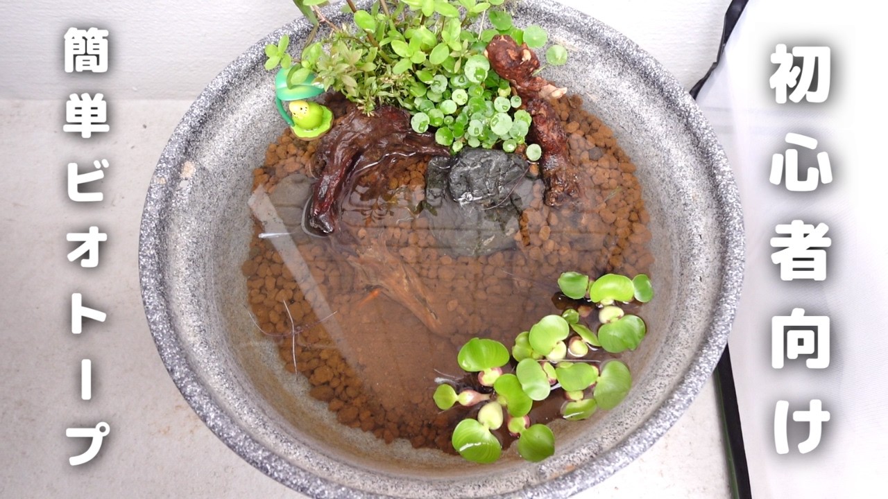 メダカ鉢　ビオトープ 初心者向け】簡単！メダカのビオトープを作ってみた｜GEX メダカのため
