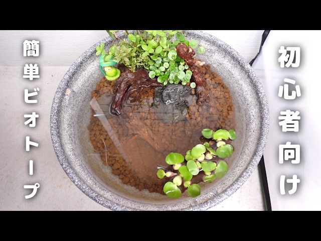 初心者向け】簡単!メダカのビオトープを作ってみた|GEX メダカのため 初心者向け】簡単!メダカのビオトープを作ってみた|GEX メダカのため