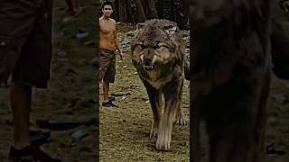 Twilight movie Best short | #shorts #movie #twilight #wolf