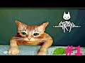 STRAY | Cutest cat ever | #ytvideo