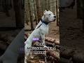 4 Giant Dogs That Are Banned in the World   #BannedDogs #DangerousPets #DogFacts #Shorts  #viral