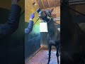 社長とブラシで遊ぶ？いや、ブラシで綺麗にしてもらうエタリオウ🐴 #エタリオウ #ステイゴールド産駒 #yogiboヴェルサイユリゾートファーム #shorts