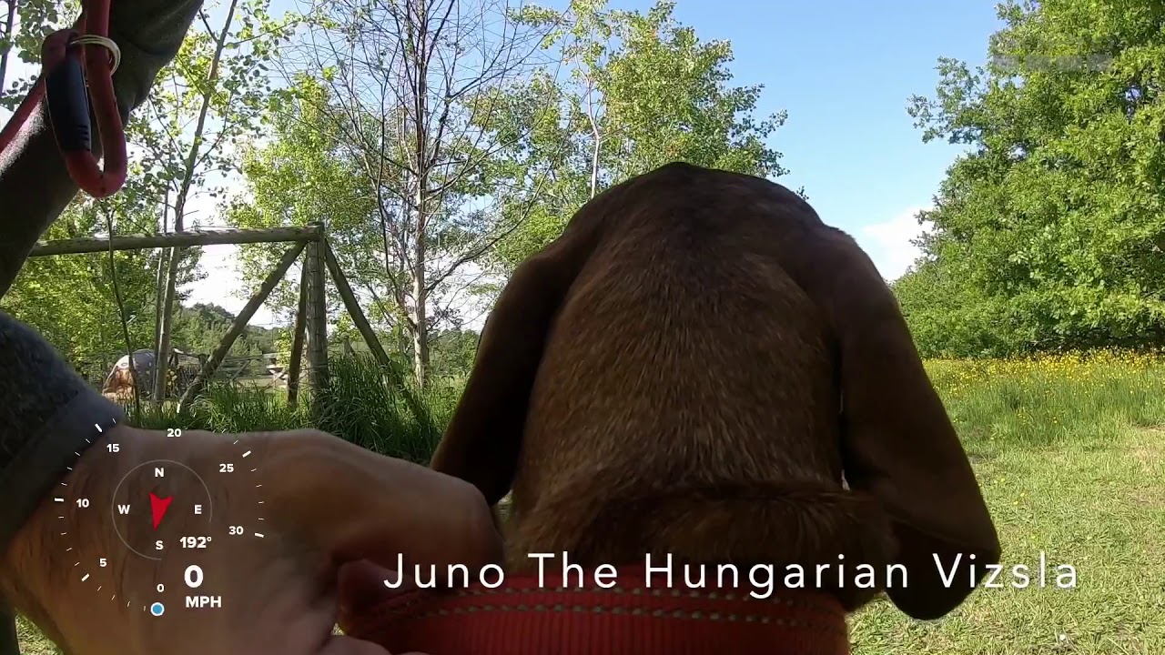 hungarian-vizsla-youtube