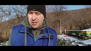 A început campania turtelor! Iarăși mor stupii!Unele albine mănâncă și miere!