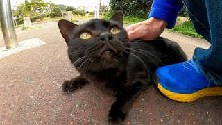 恐る恐るモフられに来る黒猫がカワイイ