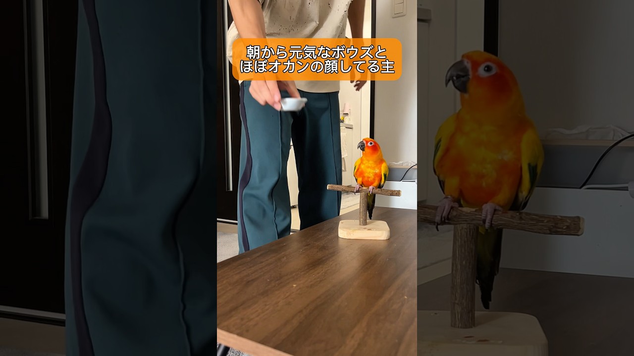 インコを飼うとほぼオカンの顔になってくるwww #インコ #暮らし #暮らしチャンネル #birds #コガネメキシコインコ #セキセイインコ #parrot #癒し #鳥と芸人
