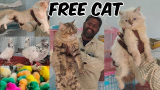 Free me Cat for Adoption in Hyderabad at A to Z Cattery | Sabse Saste Persian Cats Chick's & Pigeons