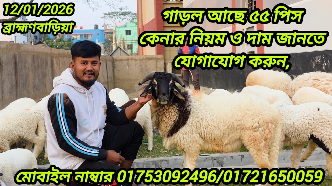 গাড়ল আছে ৫৫ পিস—কেনার নিয়ম ও দাম জানতে যোগাযোগ করুন, ব্রাহ্মণবাড়িয়া 