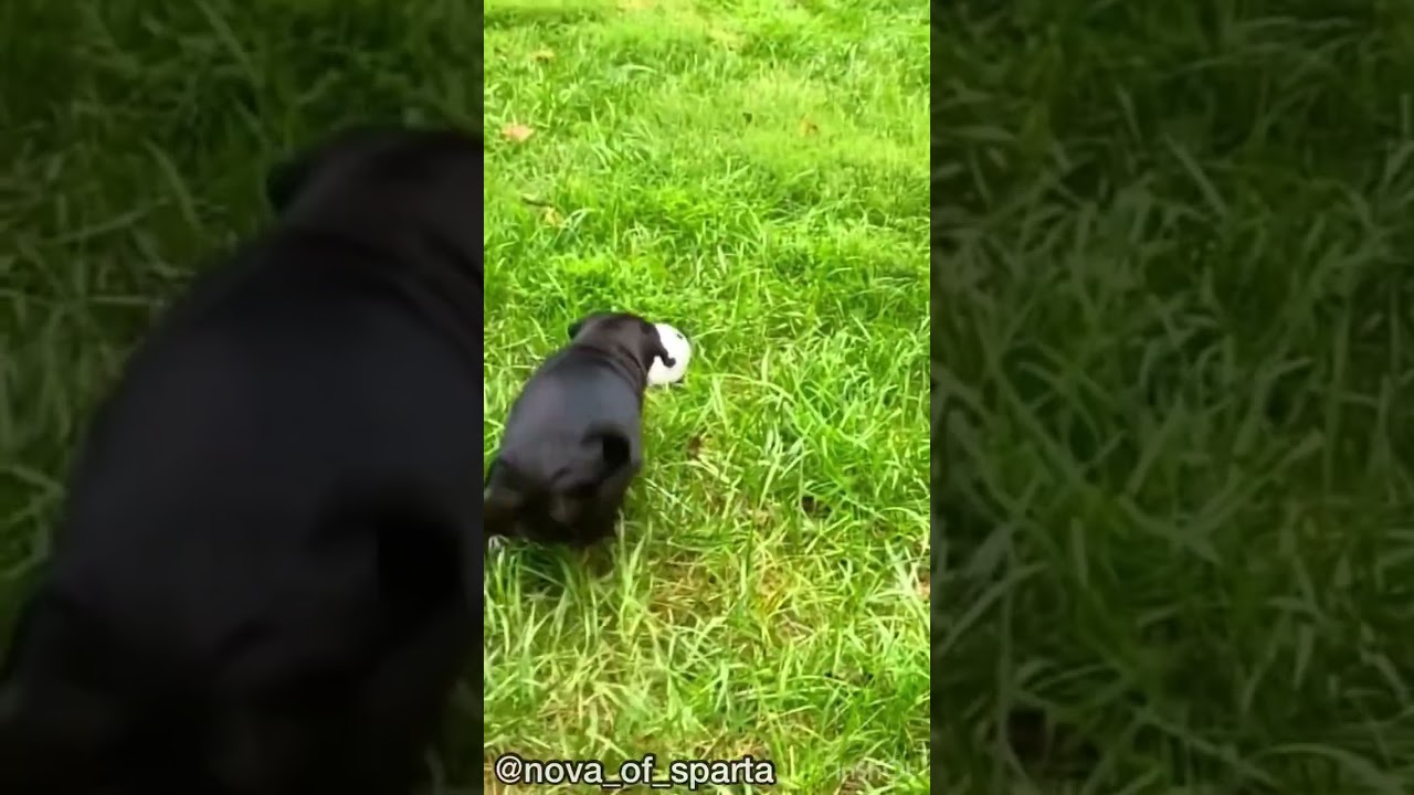 FAST PUG | Soccer Dog Skills Fast | Chasing Ball