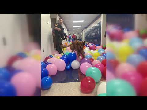 Wayne Trace High School K-9 officer having best day ever thanks to senior prank