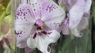 Шикарная уценка орхидей в магазине Флорэвиль