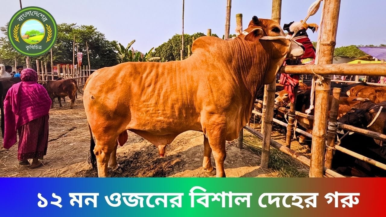 ১৭\০১\২০২৬ ভাই  গরু প্রতি ২০ থেকে ২৫ হাজার টাকা বেশী কেনা তাই গরুর দাম বেশিঃশামিম ব্যাপারী\