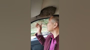 Driving to Work with a Swarm of Bees! 😂🐝 #bee #swarm #car #nofear #epic