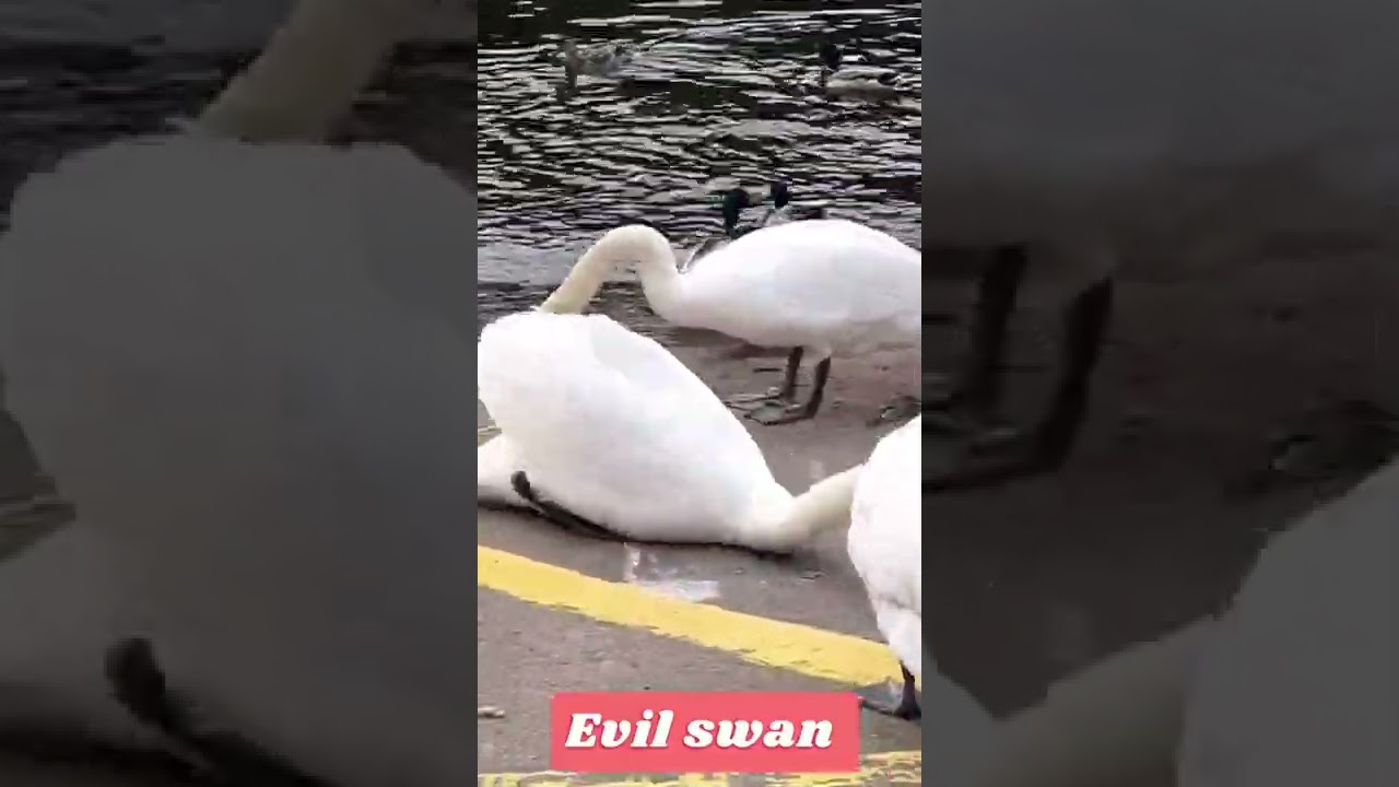 Swan acting not so graceful 