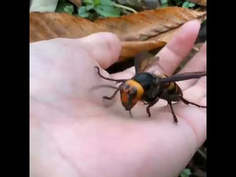 Vespa mandarinia veya 'Asya dev eşek arısı' olarak bilinen bu böcek, dünyanın en büyük eşek arısıdır