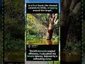 How Leopards Hunt: The Science Behind the Perfect .#LeopardFacts #AnimalScience #WildlifeEducation