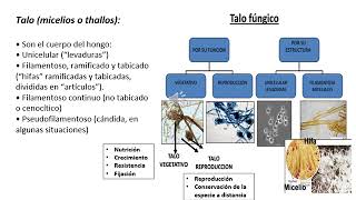 4  Hongos y micosis ADN ESMED