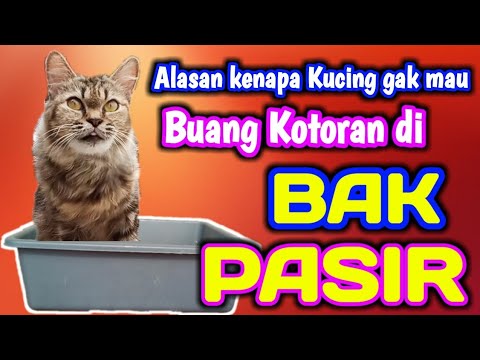 Video: Scratchers WISKI Cat Adalah Alternatif Modern untuk Menjemukan Produk Cat