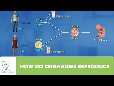 ვიდეო: რატომ მრავლდებიან ორგანიზმები?