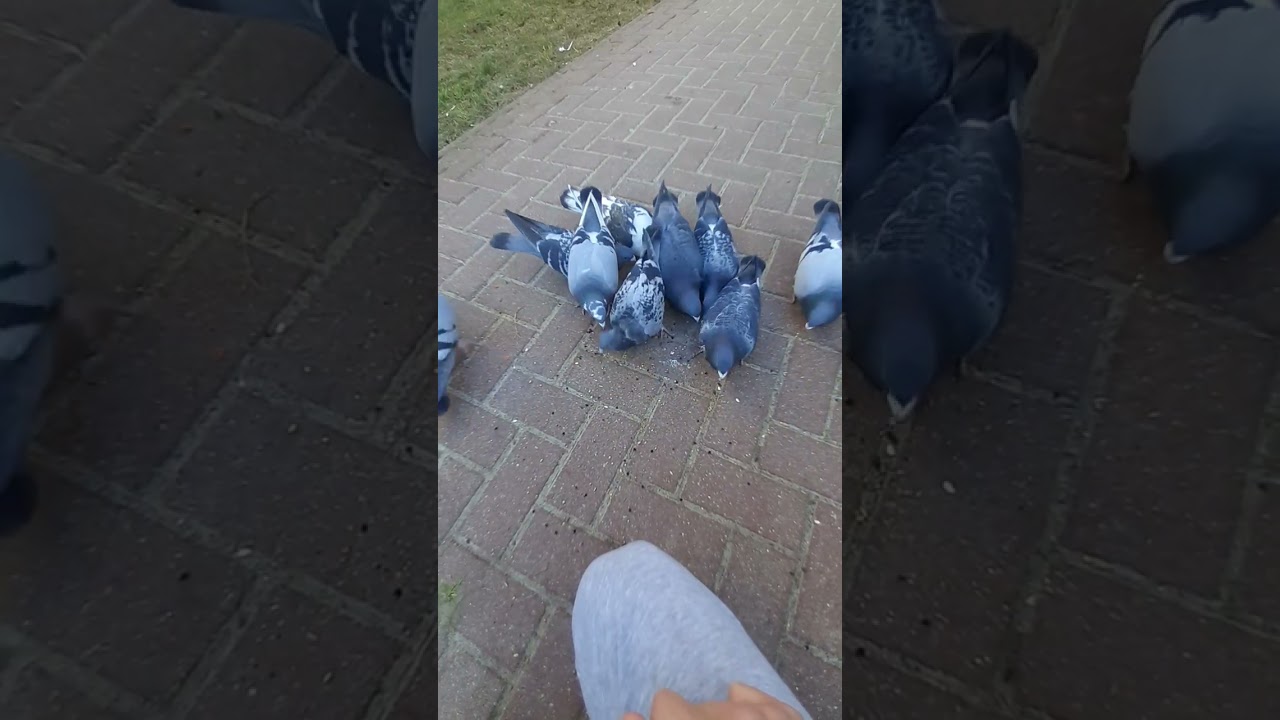 # gołębie pocztowe piękny gołąb pocztowy na osiedlu skąd on się wziął?