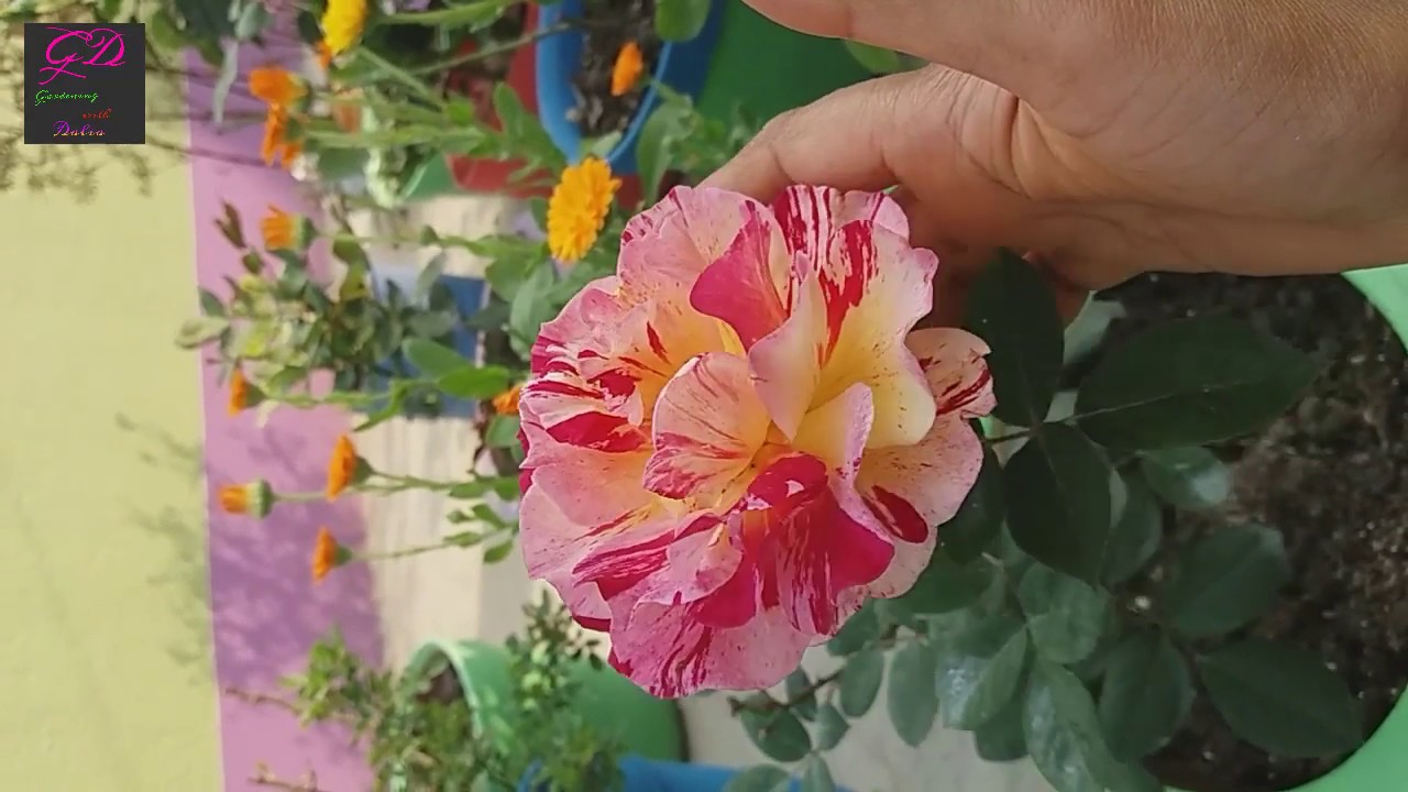 Gaillardia plant care and tips how to take care of gaillardia YouTube