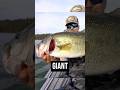 GIANT Largemouth Bass CRUSHES Chatterbait! #fishing