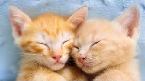 An example of normal feline play behavior |#catvideos #catbehavior #viralreels #konekoplay