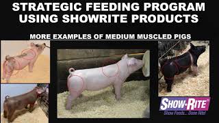 ShowRite Feed Like a Pro: Swine