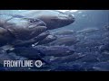 Norway's Salmon Farming Crisis | The Fish on My Plate | FRONTLINE