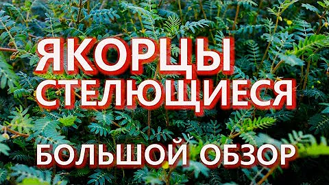 ЯКОРЦЫ СТЕЛЮЩИЕСЯ. Большой обзор. Последние исследования