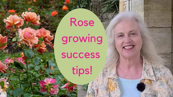 Growing roses - expert tips on choosing and caring for roses - DayDayNews