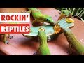 Rockin reptiles  funny reptile compilation 2017