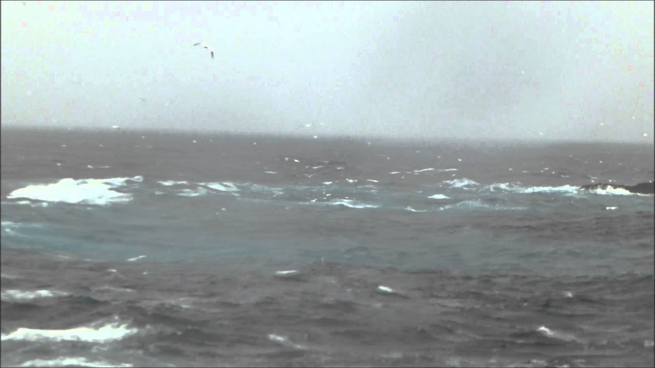 Gannets dive in a storm - Fair Isle, Shetland