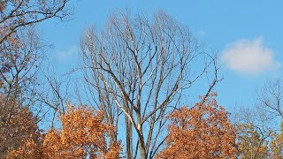 Invasive fungus killing oak trees in western Pennsylvania; here’s how to avoid it