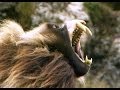 Fearsome Teeth of the Gelada Baboon | Deadly 60 | BBC Earth