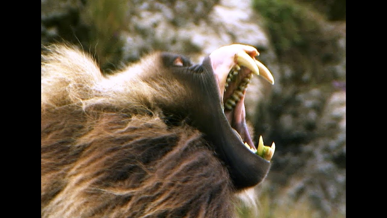 ⁣Fearsome Teeth of the Gelada Baboon | Deadly 60 | BBC Earth
