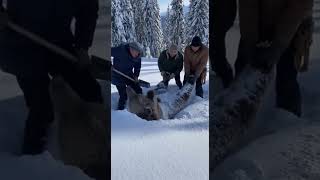 Kazakh Men Rescue Bear From Snow Tart Kuat Echoes In The Mountains Ai Cinematic Scene