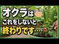 オクラは切るほど良く育つ♪長~くたくさん収穫する最強の育て方・下葉かきと追肥・支柱のコツ【初心者家庭菜園・オクラの育て方】