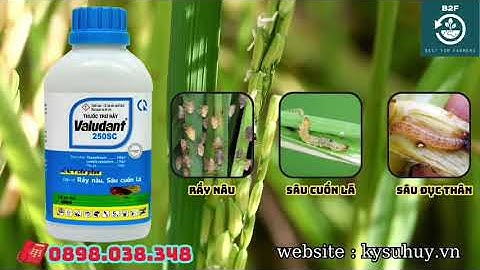 VALUDANT 250SC - DIỆT SẠCH SÂU CUỐN LÁ Ở CÂY TRỒNG - 0898.038.348 #valudant250sc