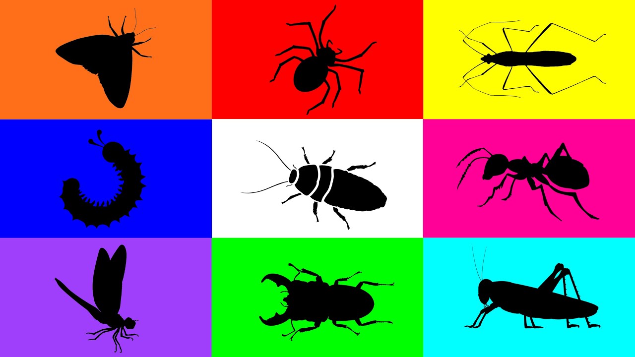 Intubi Insect Insect: Grasshopper, Spider, Caterpillar, Dorcus Beetle, Dragonfly, Ant ...
