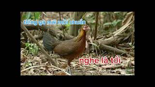 Tiếng Gà Mái Rừng  Kiêu Mồi Chuẩn Nhất.  Trung Gà Rừng  #trunggarung 