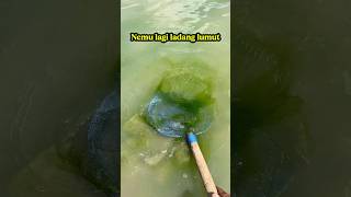 Found Another Moss Field egimz lumuthalus