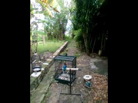 Raja Udang Skill