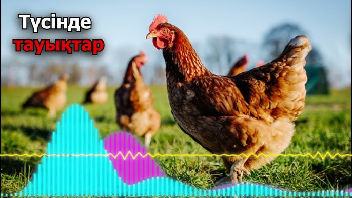 Соратын өте түкті әтеш Соратын өте түкті әтеш