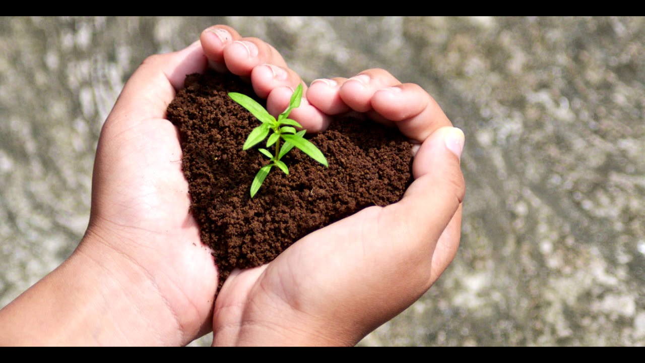 Porquê plantar? - YouTube