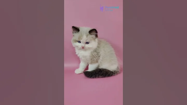 Video 10243751: ragdollkittens, blue eyes male kitten, blue bicolor kitten, adorable kitten, kitten meets