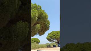 #andalucia #испания #spain #природа #nature #travel #путешествия #путешествие #shorts #short #сосна